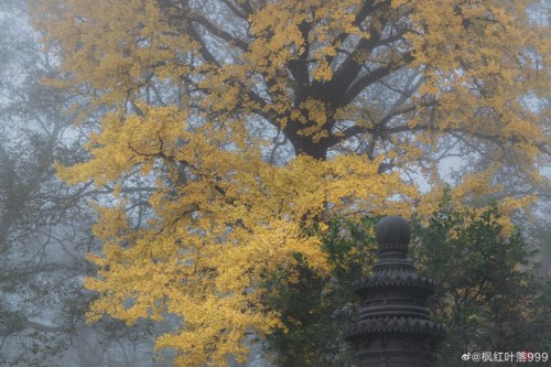 fuckyeahchinesegarden:藏海寺canghai temple, suzhou, jiangsu province by 枫红叶落999