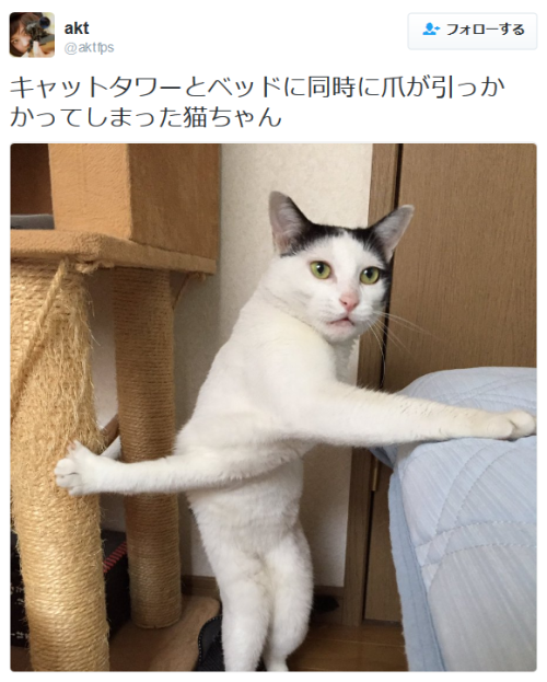 highlandvalley:aktさんのツイート: “キャットタワーとベッドに同時に爪が引っかかってしまった猫ちゃん https://t.co/tzgFKW7YST”