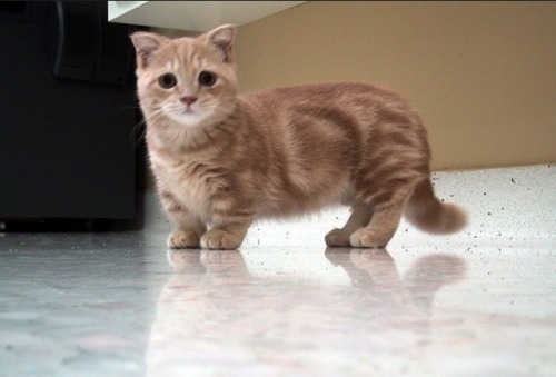 colorful-moonlight:  Munchkin cats the cute, stumpy bastards   I NEED ONE IN ORDER TO LIVE