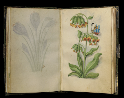 Master of Claude de France, Book of Flower Studies, ca. 1510–1515. The Cloisters Collection, metmuse