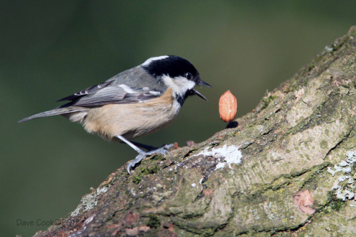 ridiculousbirdfaces: Compilation of birds dropping levitating food items. Species and Sources in ord