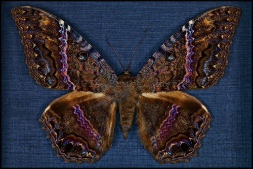 Beautiful Black Witch Moth
