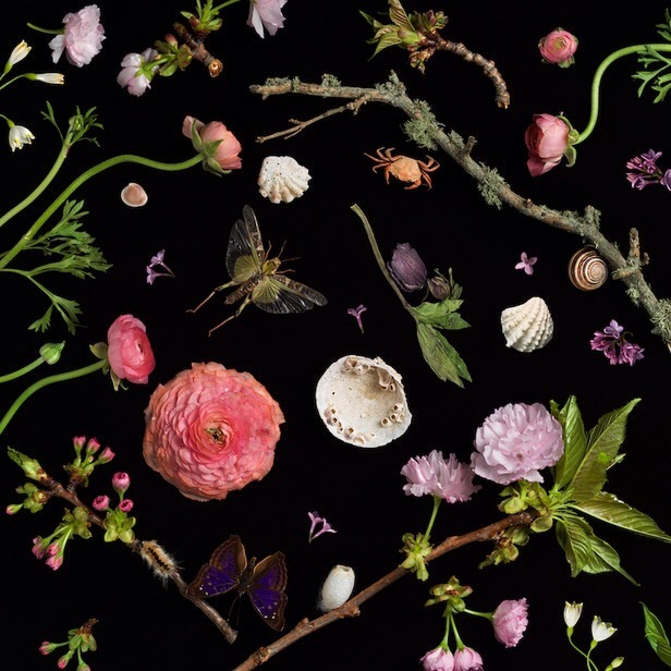 aestheticgoddess:  Black &amp; Bloom by Paulette Tavormina 