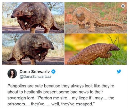 Pangolins are cute.