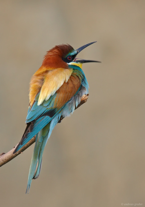 European Bee-eater (Merops apiaster) &gt;&gt;by Andreas Gruber