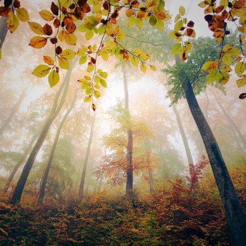 XXX dailyautumn:  Highness by ~Al-Baum photo