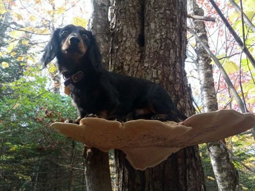 cuteanimals-only:TIL dogs on mushrooms is a thing