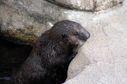 tamorapierce:montereybayaquarium:Otter Pup on Exhibit!Cuteness alert! A rescued male sea otter pup w