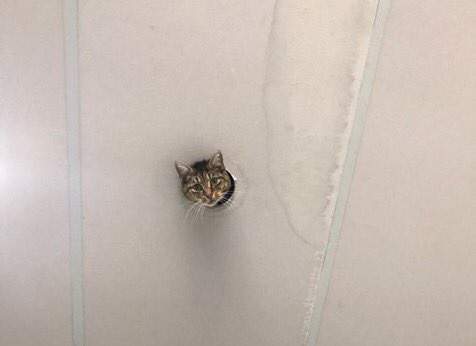 tastefullyoffensive:  Ceiling Cat watches over us. (via CampbellxEmma)