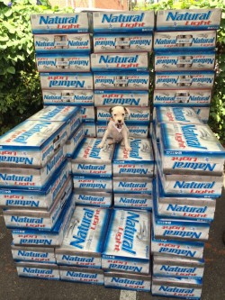 Totalfratmove:  New Frat Pup Taking His Rightful Place On The Throne. Tfm