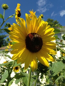 sunraysparkles:  Little bumble bees chillin’ on sunflowers 