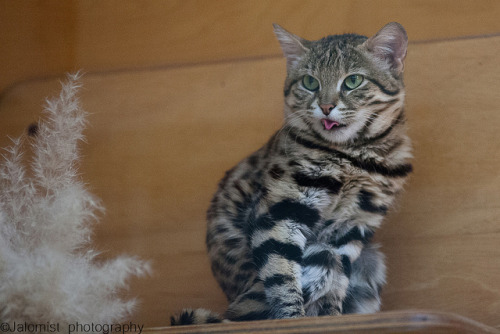 Black-Footed Cat (via jalomist)