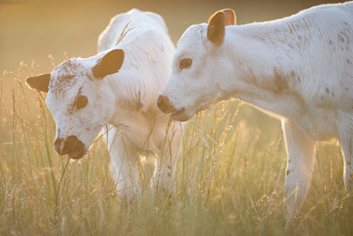 onegreenplanet: These Two Beautiful Rescued Dairy Calves Were Not Destined to Live, but Look at Them