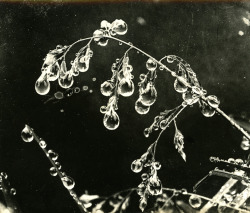 Softpyramid:    Wilson Bentley Gouttes De Rosée (Dewdrops), Circa 1900   