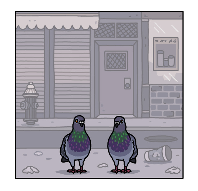 Panel 6: Both pigeons stand silently on the concrete.