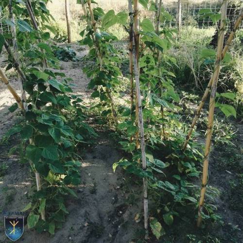 Our pretty runner beans keep on giving. Moonlight and French. These can be eaten green, pods and all