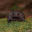 whydosnakesnotdance