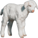 lambjock avatar