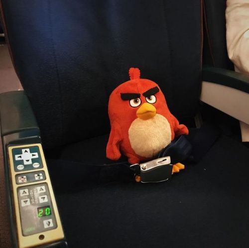 Ready to #fly #angrybirds #red #travel #plane #moscow #vnukovo @allikova :) www.instagram.co