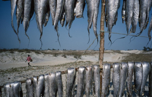 Alex Webb: Fishing in Mozambique (2002)