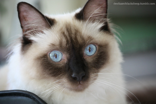 devilsandblacksheep: The many faces of my gorgeous ragdoll kitten Meeko (Then and Now)