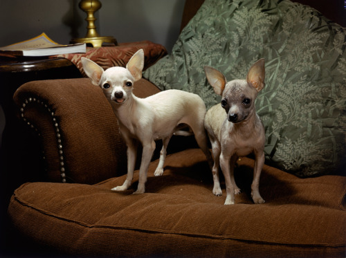 Portrait of two Mexican Chihuahuas, April 1944.Photograph by Willard Culver, National Geographic