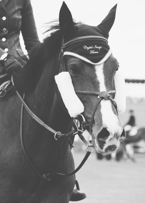 Paso Robles Horse Show || Memorial Classic 2015