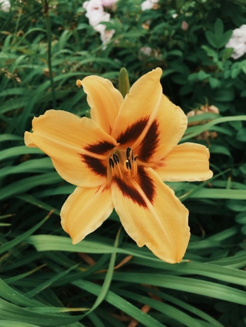 Hemerocallis Bonanza (Daylily) | July 2017 | Created with VSCO