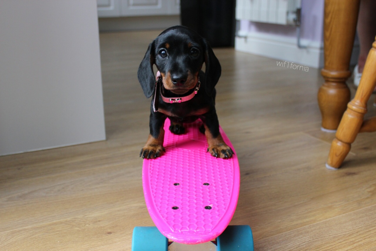 wellnessatsmith:  wif1fornia: My cousins new pupp, I can’t get over how cute it