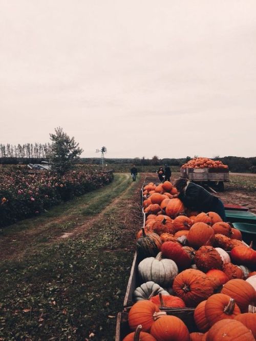 zion-judah:
sixpenceee:

More amazing fall vibes!

Fall Vibes 🍁❤️ #fall#autumn#so pretty