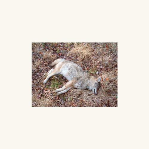 livers:High-bias cassette tape version of Foie Gras’s masterpiece, “Innermost Shrine Heavily Gilded”