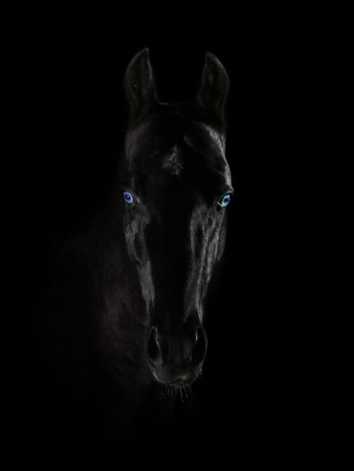 scarlettjane22: Akhal-Teke stallion Meltemy by Victoriya Bondarenko on 500px