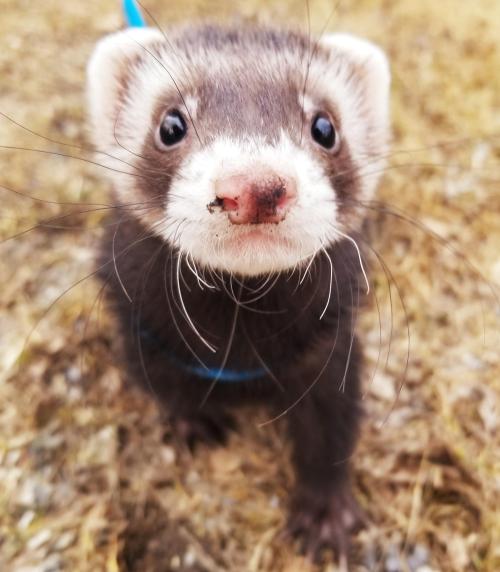Struttin’ his weasel stuff! : ferrets