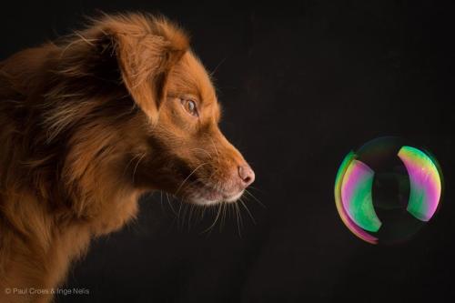 kimblewick:  petways:  Dogs & Bubbles by Paul Croes - Behind eyes - Animal Photography in studio  This is precious 