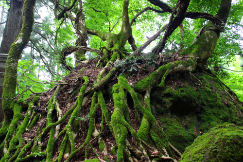 20200627（土）勝山市にある大矢谷白山神社（Oyadani Hakusan Shrine）に行ってまいりました。以前から一度は訪ねてみたい場所の一つだったんです。車から降りて神社まで田んぼの横の