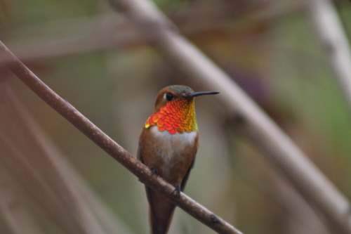 thebiologyphotoblog:Selasphorus rufus - Rufous Hummingbird [male]  “A hummingbird’s brillian