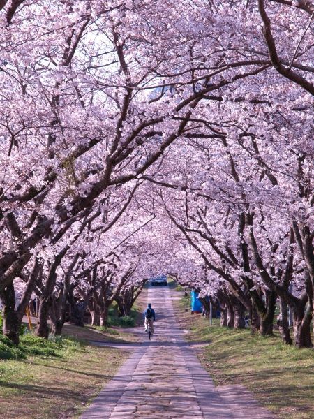 daddiekyle:  vicloud:For this reason I love Japon @deafkinkygirl.. i know you love