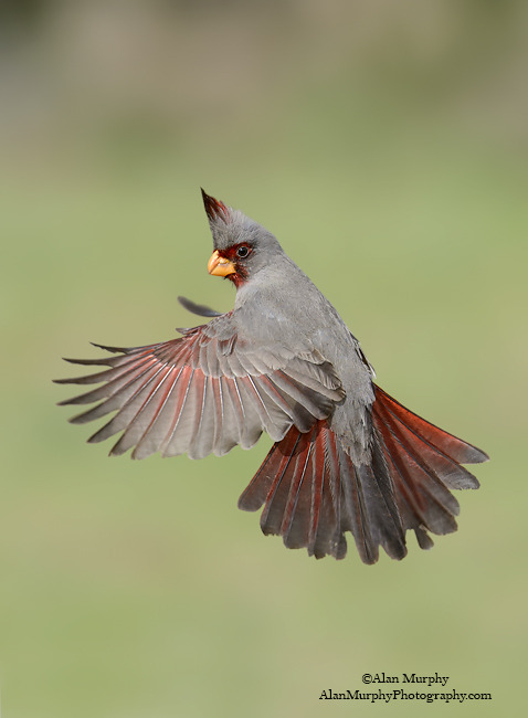 ainawgsd:The pyrrhuloxia or desert cardinal (Cardinalis sinuatus) is a medium-sized North American s