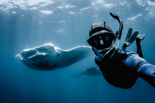 nubbsgalore:photos by thomas peschak and shawn heinrichs from the world’s largest sanctuary for mant