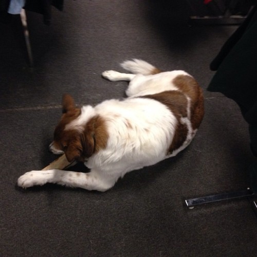 The local welcoming committee. #dog in #music #store (at CD Central)