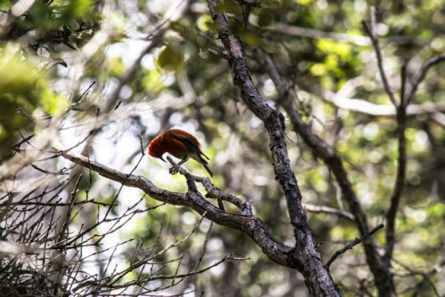 ʻApapane, a Hawaiian breed of Honeycreeper