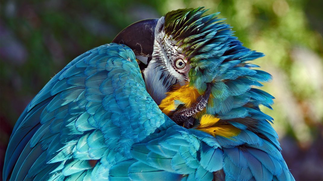 staceythinx:  The finalists have been announced for this year’s Smithsonian Photo