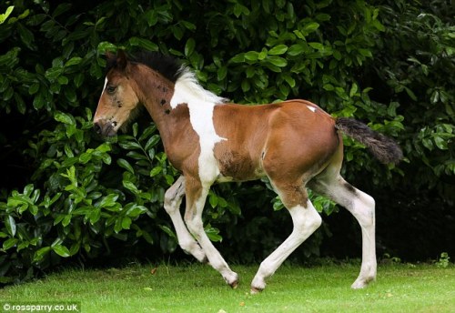 sixpenceee: It looks like an optical illusion but this chestnut foal was born with his own perfect w