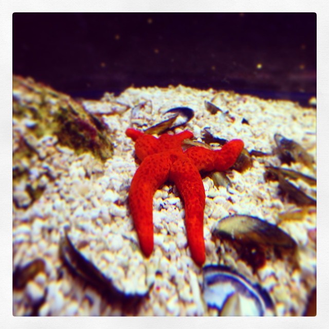 #munich #münchen #sealife #underwater #red #seastar #star #olympiapark (hier: münchen sealife)