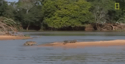 sixpenceee:Jaguar attacks crocodile (video) Impressive stalking skills. The jaguar