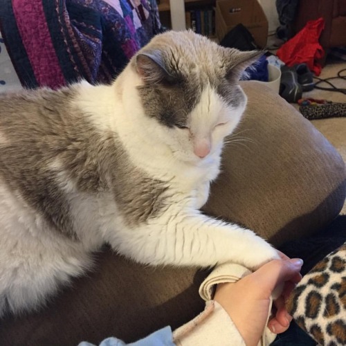 chocolatequeennk:I tried to get up and she grabbed my hand. #catsofinstagram #cats #smokey