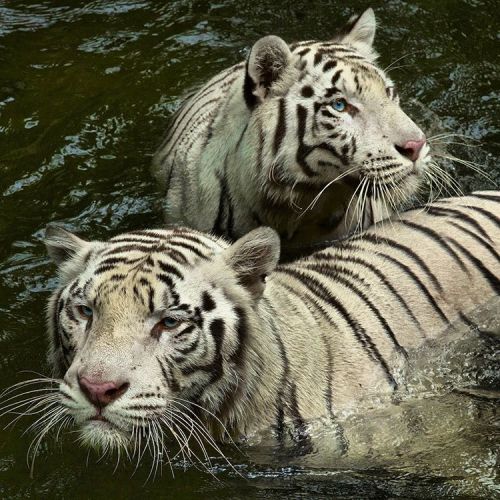 beautiful-wildlife:White Tigers by Steve Winter