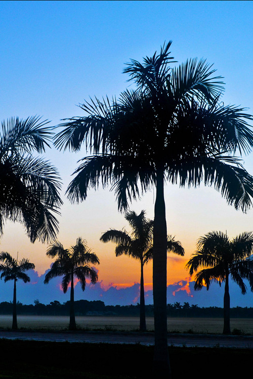 visualechoess:  Palm Trees and Sunset