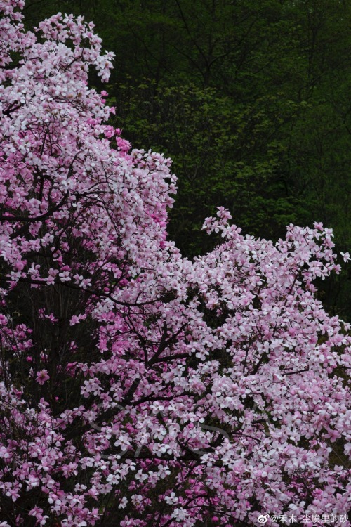 fuckyeahchinesegarden: 九皇山jiuhuang mountain, 绵阳mianyang, sichuan province by 禾木-尘埃里的砂