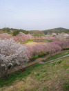 gdmtblr:The Breath of SpringWeeping cherry porn pictures